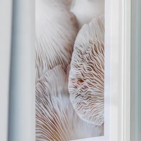 Mazowiecka By Renters