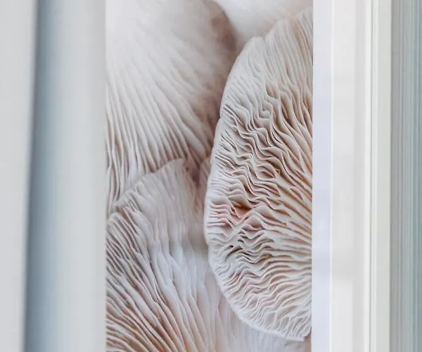 Mazowiecka By Renters